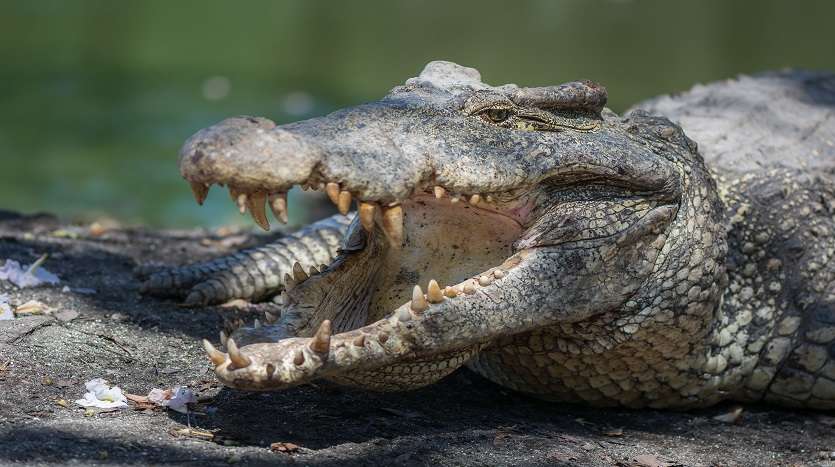 criadero de cocodrilos en Playa Larga Cuba