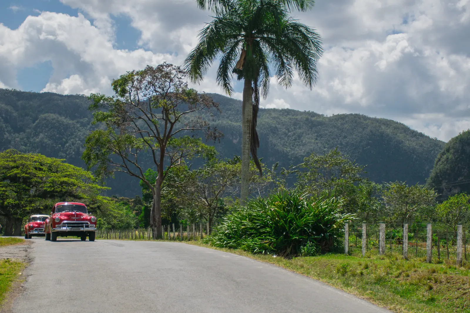 Cars driving along a Cuban road lined with palm trees